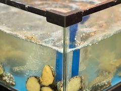 -阿尔法海鲜排档(爱琴海店)