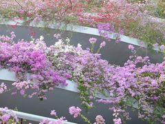 -深圳仙湖植物园