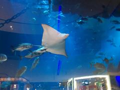 -迪拜水族馆及水下动物园