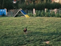 -趣玩宠物乐园寄养训犬训狗游泳池