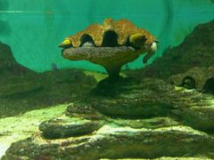 -北戴河圣蓝海洋公园