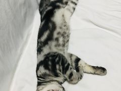 -翊宠yipet猫狗购宠庄园犬舍•猫舍