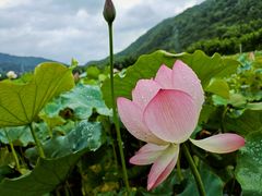 -广州市流溪河国家森林公园