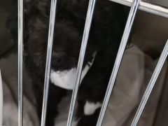 -萌兽医馆·犬猫专科·眼科中心·宠物医院(朝阳门分院)