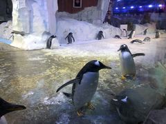 -芜湖新华联大白鲸海洋公园