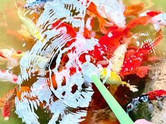 -广州长隆飞鸟乐园
