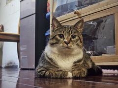 -八公叔叔宠物美容连锁(春申店)