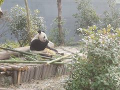 -成都大熊猫繁育研究基地