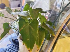 -布朗尼西饼(粮道街店)