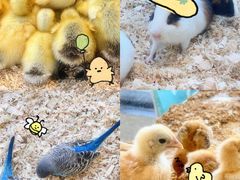 -怪兽屋·羊驼·猫咖·狗咖(俊华广场店)