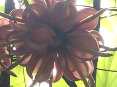 -华南国家植物园-售票处