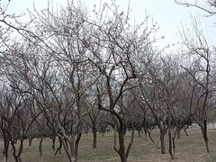 -东升八家郊野公园