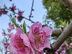 -上海共青森林公园