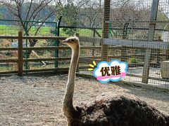 -苏州太湖西山岛开心农场
