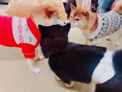 -逗柴咖啡屋·狗咖猫咖宠物桌游