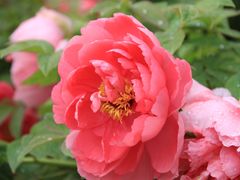 -洛阳市隋唐城遗址植物园