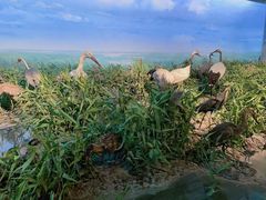 -大连自然博物馆