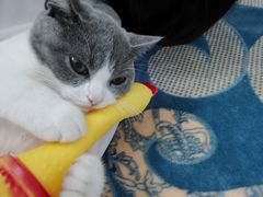 -屋虎猫馆(宝安大仟里店)
