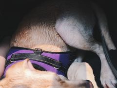 -超宠爱宠物摄影-Super pet
