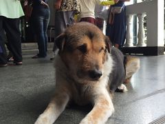 -清迈夜间动物园