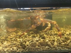 -盒马鲜生(曜一城店)