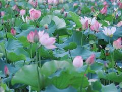 -荔湾湖公园