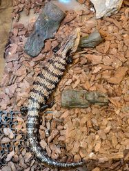 -Zoolung Zoolung动物主题公园(海信广场店)