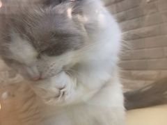 -momokira米努特·德文卷毛猫·棉花面纱犬