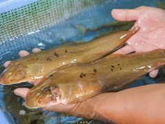 -八仔大富楼·河鲜(西江店)