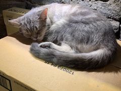 -猫色咖啡·猫咖