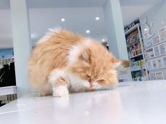 -喵的天空名猫咖啡馆·撸猫·猫舍·用品