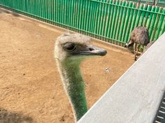 -西霞口神雕山野生动物世界