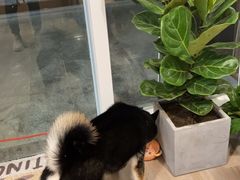 -柴迷FANS CLUB·柴犬狗咖·猫咖