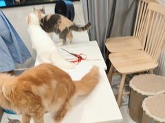 -楼上猫咖(罗湖店)