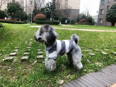 -汪小喵宠物·戴维斯乐芳希施宠馨宝皮毛调理洗护店
