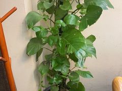 -高淳味道(丹阳湖北路店)