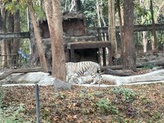 -清迈夜间动物园