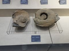 -安徽省地质博物馆