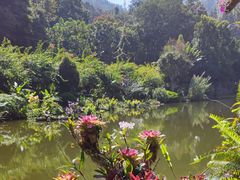 -深圳仙湖植物园