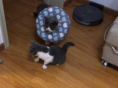-伟伟宠物医院·瑞派猫友好医院·猫科(光谷店)
