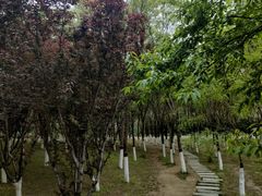 -大兴滨河森林公园