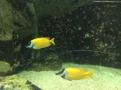 -悉尼海洋生物水族馆