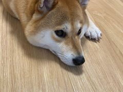 -申普宠物医院·眼科·心内科·影像科(普陀分院)