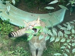 -青藏高原野生动物园