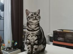 -猫大福·Fortune Cat猫舍(百子湾店)