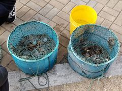 -小陆莲花蟹园农家乐(莲花岛店)