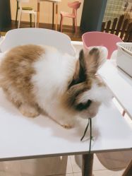 -Moni星球萌宠·小马宝莉·灵蛇·高端高阶全萌宠互动体验俱乐部(红豆国际广场店)