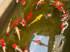 -鲤院·新中式美学·庭院餐厅(夫子庙店)