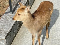 -奈良公园