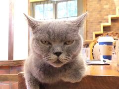 -more than meow吴止猫主题餐厅(承德 中船汇店)